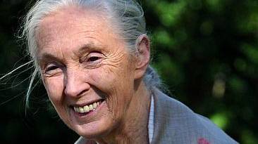 jane goodall photo